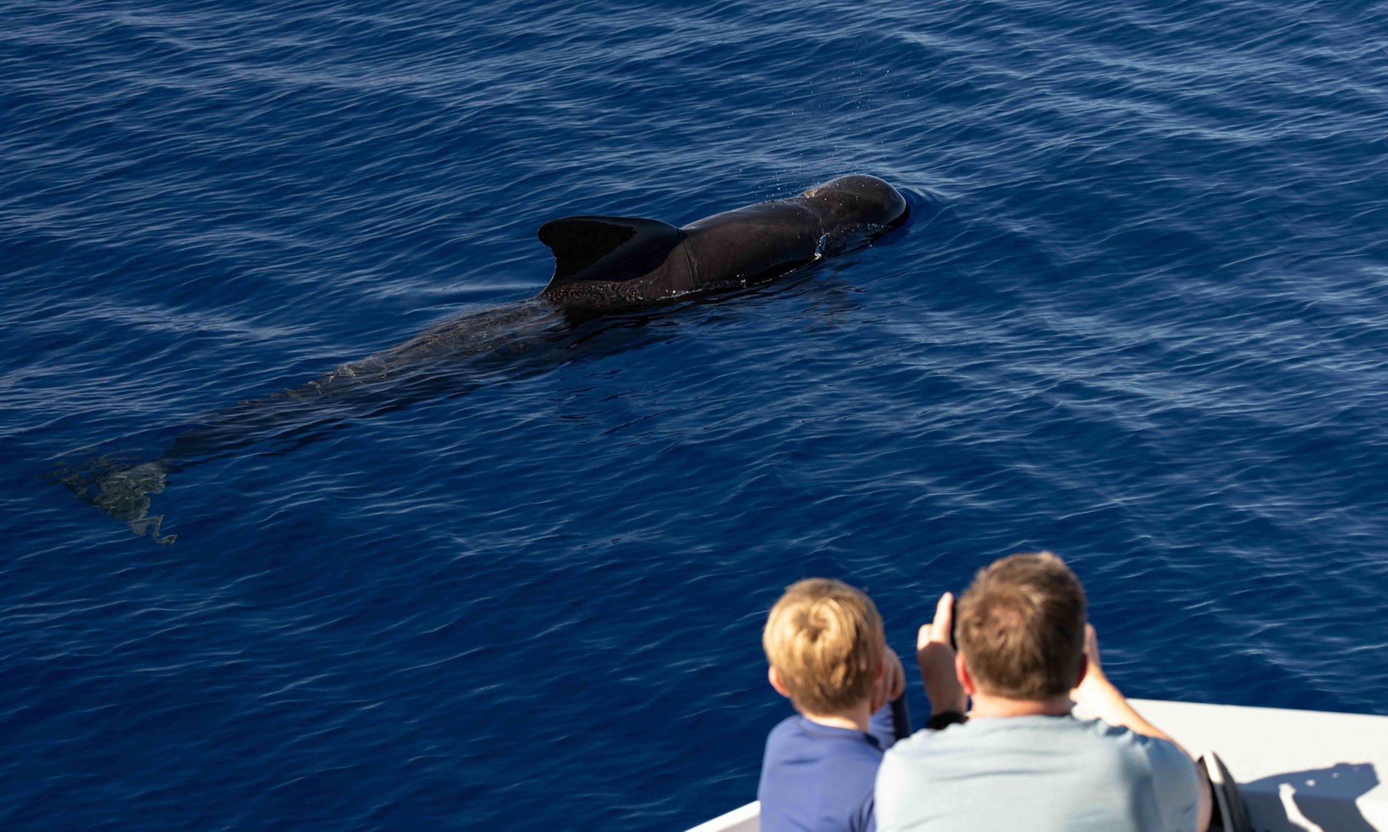 Guaranteed Whale / Dolphin Watching Tour in Hawaii's Kona Coast
