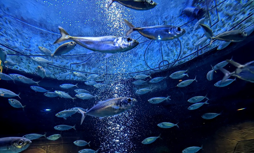 Image 6: Lost World Aquarium – Entry Tickets for Kids, Adults & Families