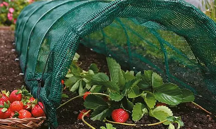 Garden Greenhouse Polytunnel Cloche and Protection Structure Range