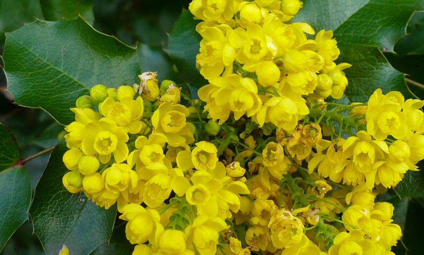 Image 6: Hardy Evergreen Shrub Collection