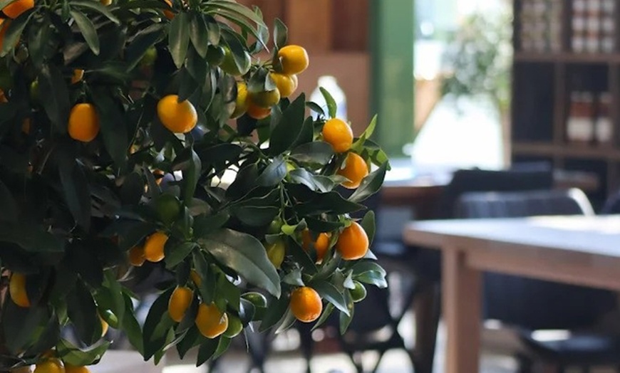 Image 1: Cuisine fraîche du Sud et d'Italie au restaurant Basilic