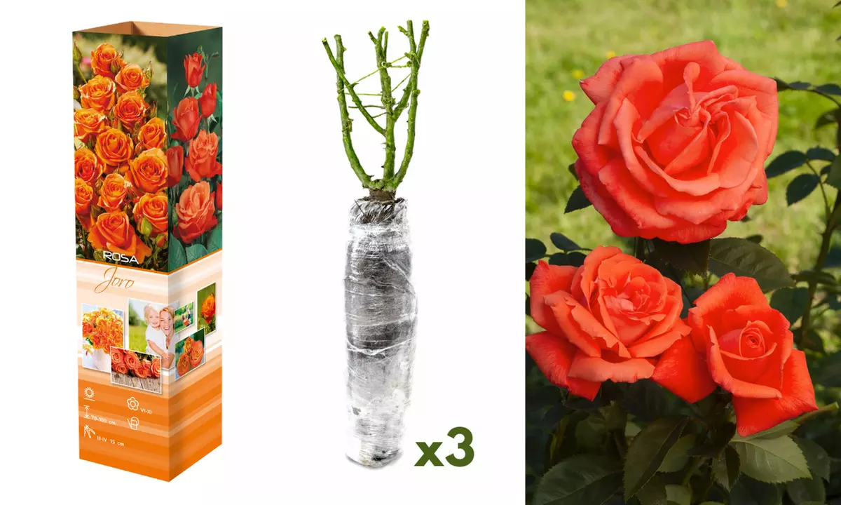 Roses : Dame de Coeur, Joro, Gloria Dei, entre autres