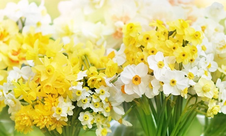Thompson & Morgan Miniature Daffodil Bulbs - 100 Pack Yellow Narcissus Flowers - Spring Flowering - Easy Grow - Image 2