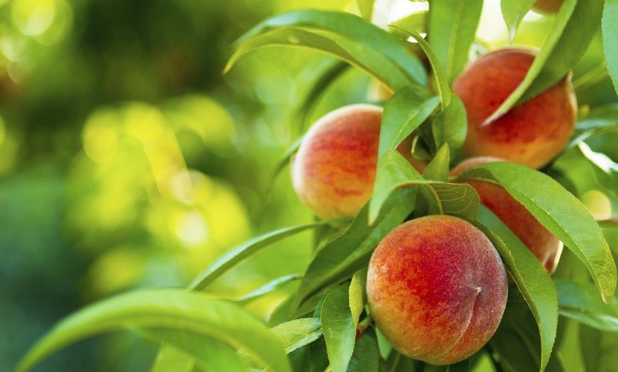 Image 9: Arbres fruitiers 90 cm