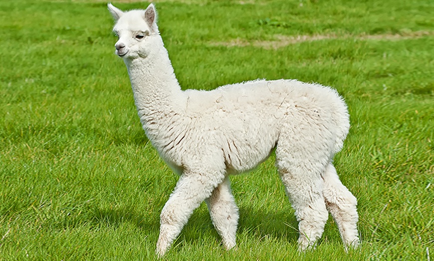 Image 2: Chew Valley Country Farm