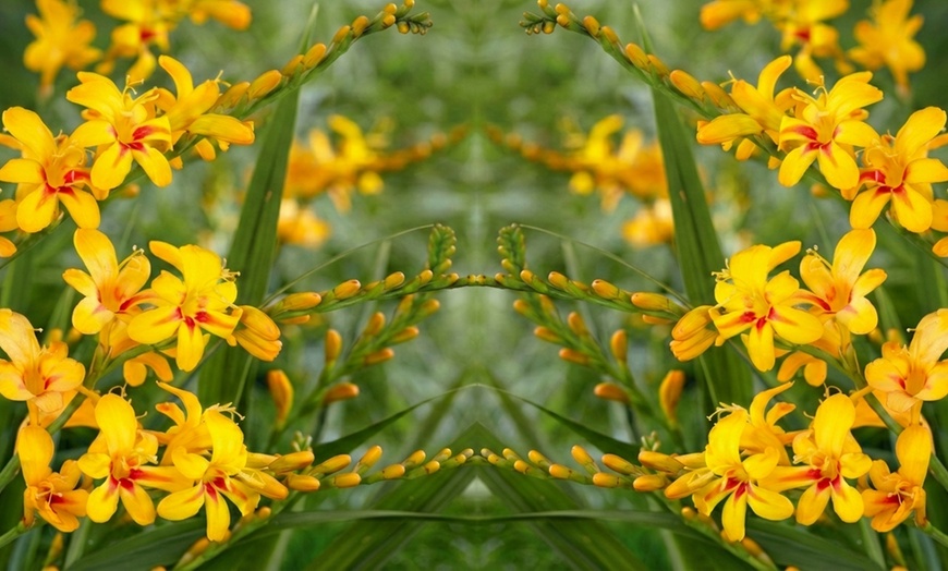 Image 11: Crocosmia 'Lucifer' or 'Spitfire' Bulbs 