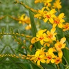 Image 11: Crocosmia 'Lucifer' or 'Spitfire' Bulbs 