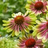 Image 2: Echinacea 'Green Twister' – Height: 60cm-90cm, Width: 45cm-60cm