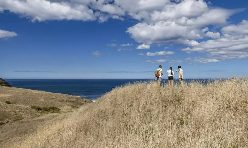 Scenic Clifftop, Bay or Rainforest Picnic Hikes with Gourmet Lunch