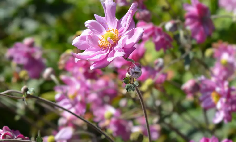 NatureNest borderpakket Nora