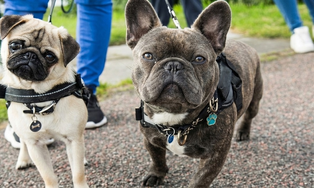 Dog Walking 101 or 201 or Socialization & Obedience Course