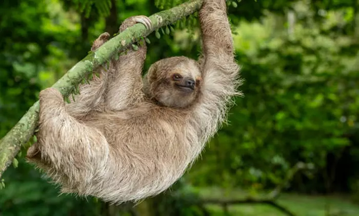 ✈ 3- or 7-Night Costa Rica Mystery Vacation w/Air, Car