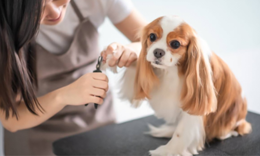 Image 5: Pamper Your Pup with a Full Groom, Bath & Blow-Dry Long or Double Coat