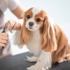 Image 5: Pamper Your Pup with a Full Groom, Bath & Blow-Dry Long or Double Coat