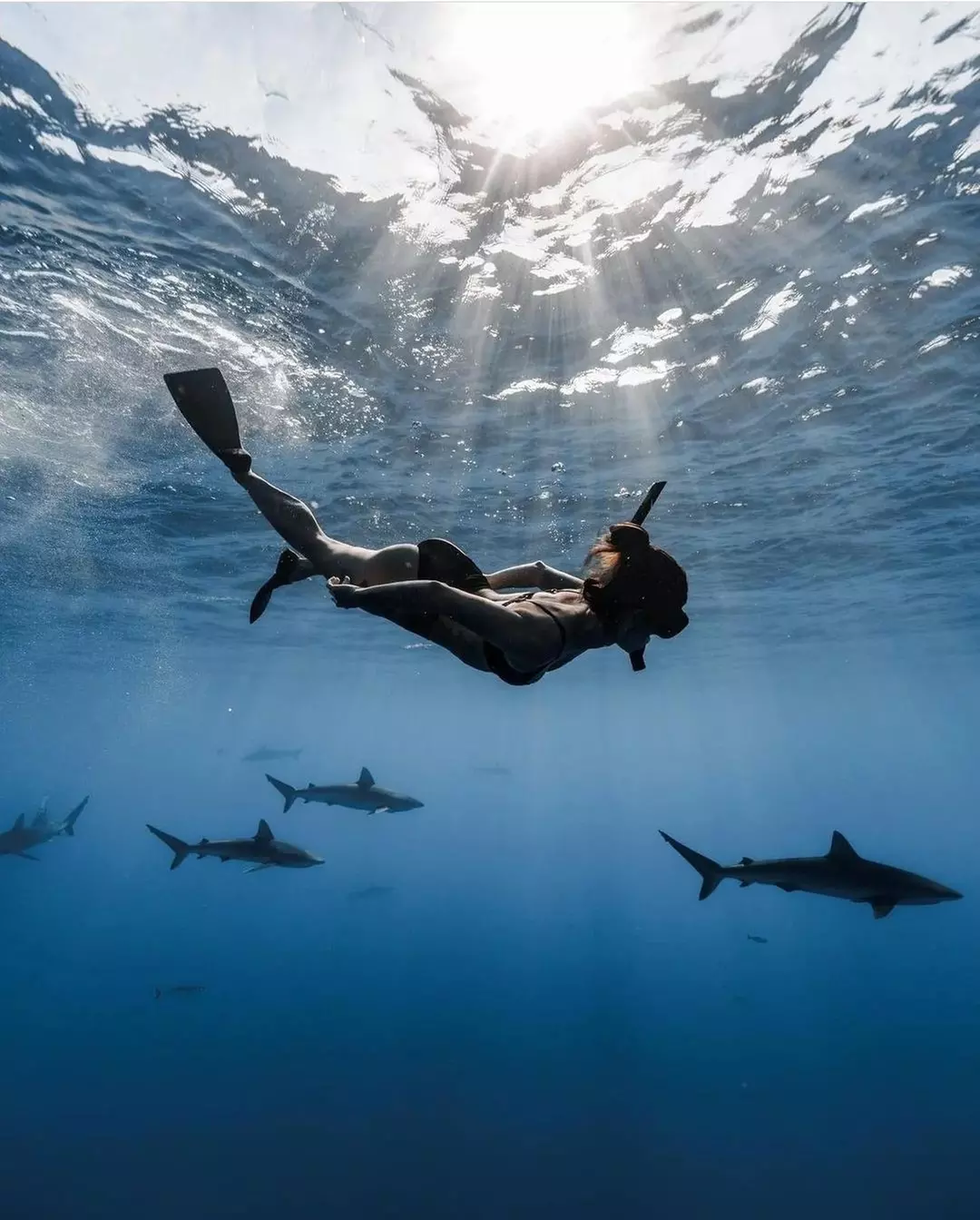 Up to 24% Off on Shark Diving at Hawaii Adventure Diving