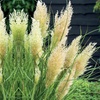 Image 6: Pampas Grass Cortaderia Tiny Pampa 9cm