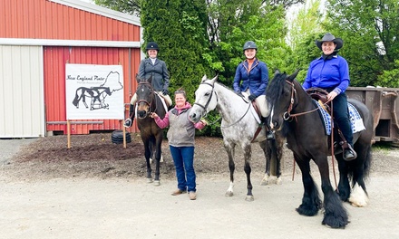 One 30-Minute Private Tiny Rider Horseback Riding Lesson (ages 3-10) - Greene Acres Equestrian Center - Belchertown, MA