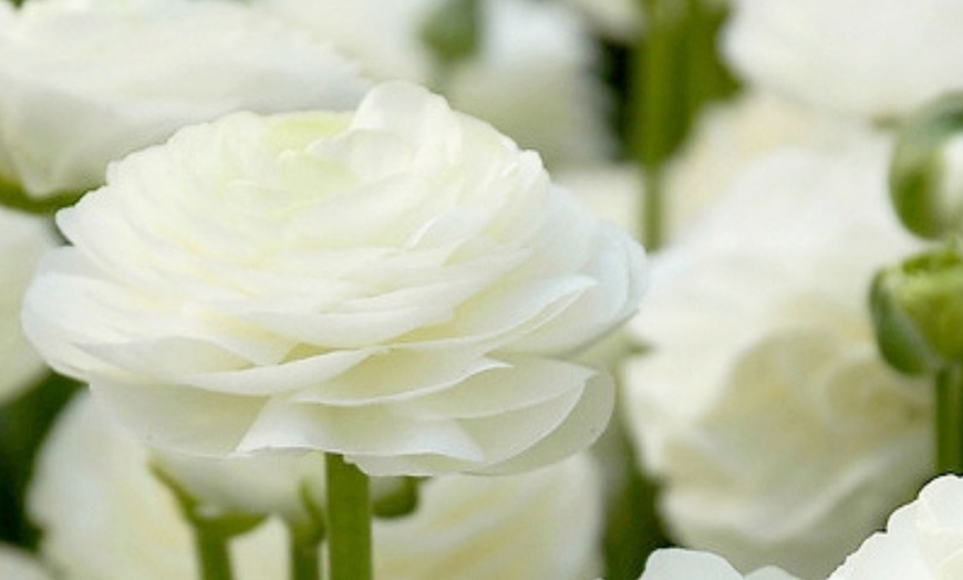 Image 6:  80 bulbes de Ranunculus en coloris mixte