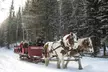 Magically Breathtaking Winter Sleigh Adventure in the Canadian Rockies w/ Majestic Buffalo Sightings & Hot Chocolate - Second Medium