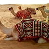 Image 6: VIP Desert Safari with 30-Min Quad Bike Ride with Home or Hotel Pickup