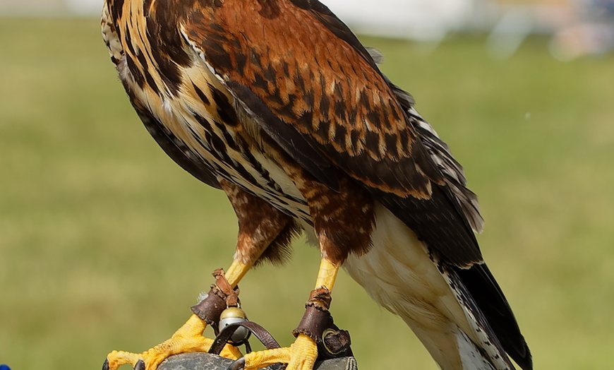 Image 9: Birds of Prey or Owl Encounter Experience at CJ's Birds of Prey