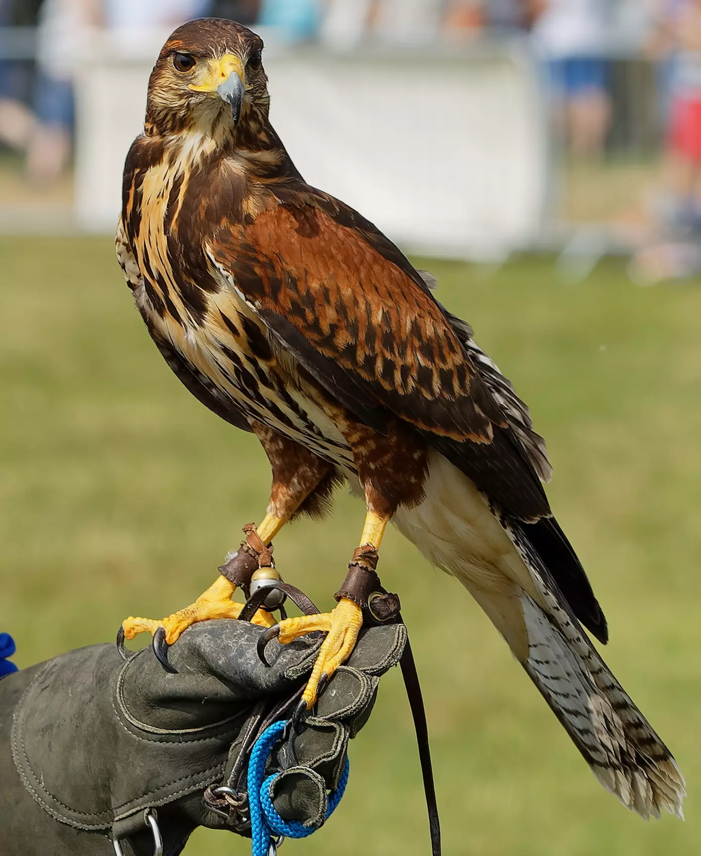 Birds of Prey or Owl Encounter Experience at CJ's Birds of Prey