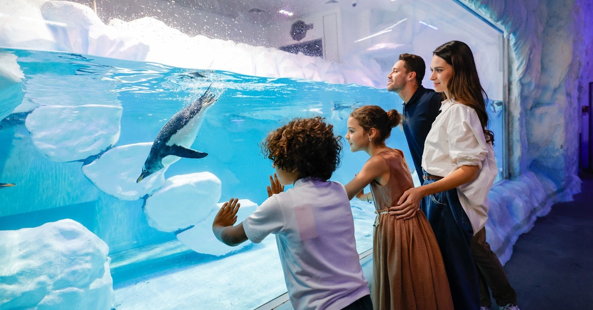 Dubai Aquarium And Dubai Frame Entry Tickets For 1, 2 Or 4 Adults Dubai Aquarium And Dubai Frame Entry Tickets For 1, 2 Or 4 Adults