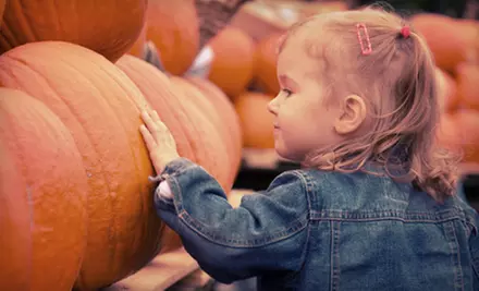 Pumpkin Patch and Corn Maze Adventure for Two or Four at The Pumpkin Ranch (Half Off) - Primary Image
