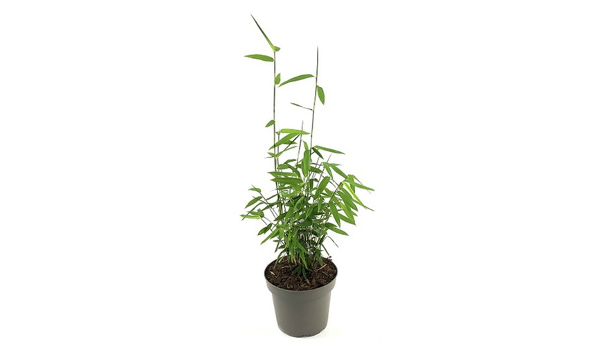 Image 5: Up to Three Bamboo 'Black Dragon' 10cm Potted Plants