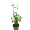 Image 5: Up to Three Bamboo 'Black Dragon' 10cm Potted Plants