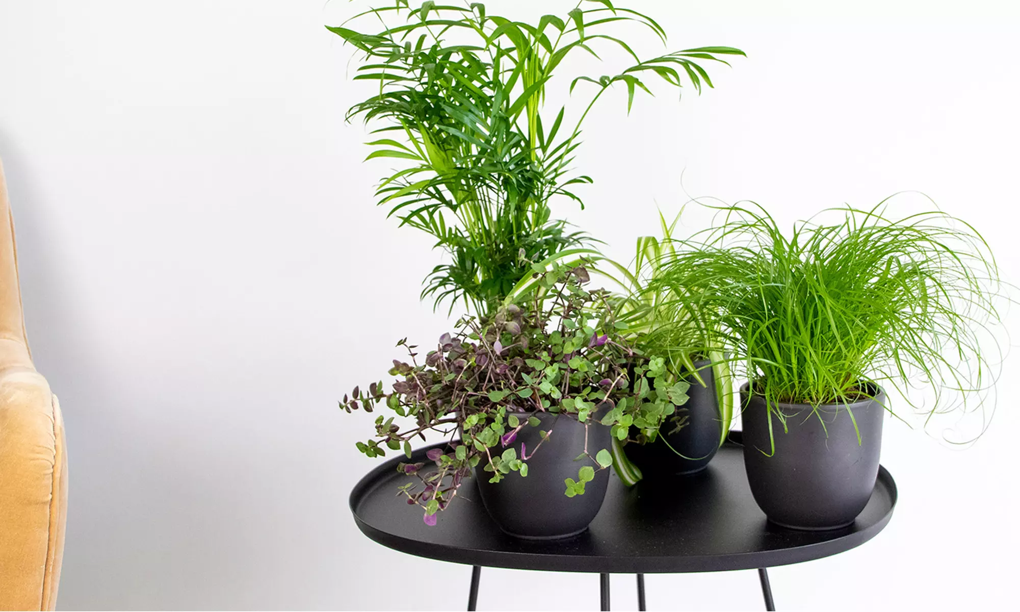 Set van 4 gemixte kamerplanten