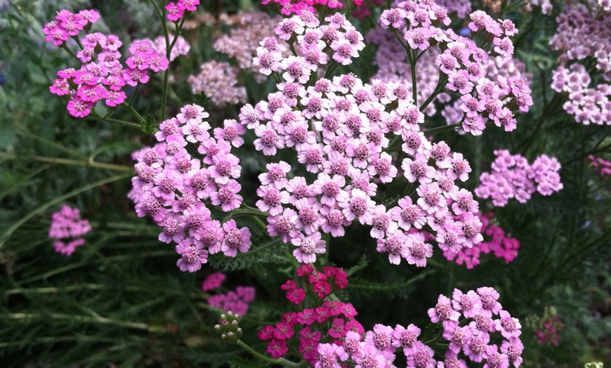 Image 3: 6 or 12 Achillea Pastel Mix Bare Roots