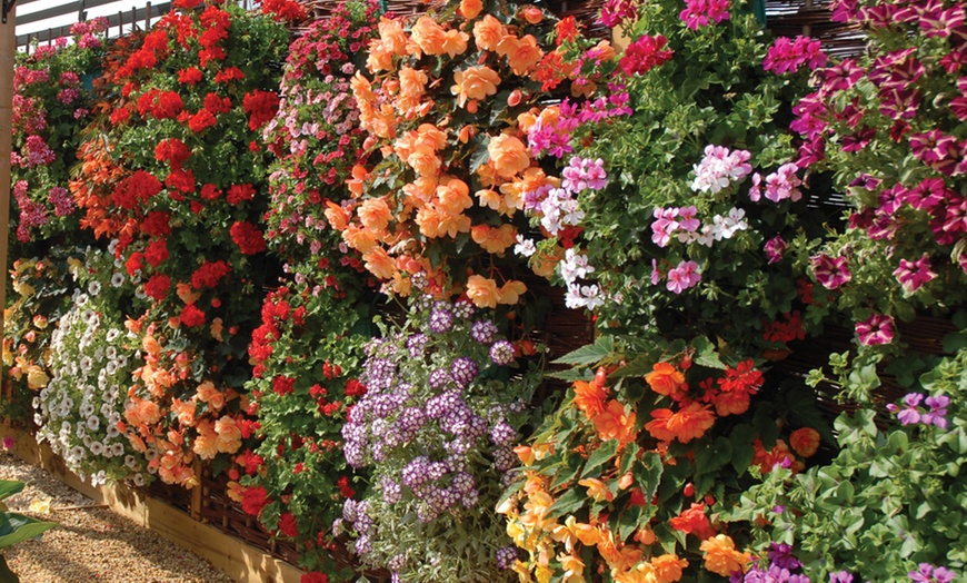 Image 6: Lucky Dip Summer Bedding Plants - Up to 144 Plants