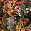 Image 6: Lucky Dip Summer Bedding Plants - Up to 144 Plants
