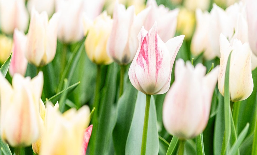 Image 5: 32 Tulip Bulbs – Vibrant Colour Changing Variety