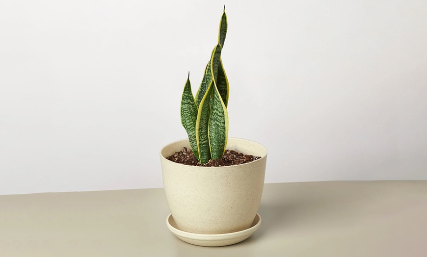 Image 16: Air Purifying Snake Plant 'Laurentii' from House Plant Shop with Free Shipping (Up to 15% Off)