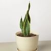Image 16: Snake Plant 'Laurentii' in 3", 4", and 6" Sizes with Free Shipping (Up to 15% Off)