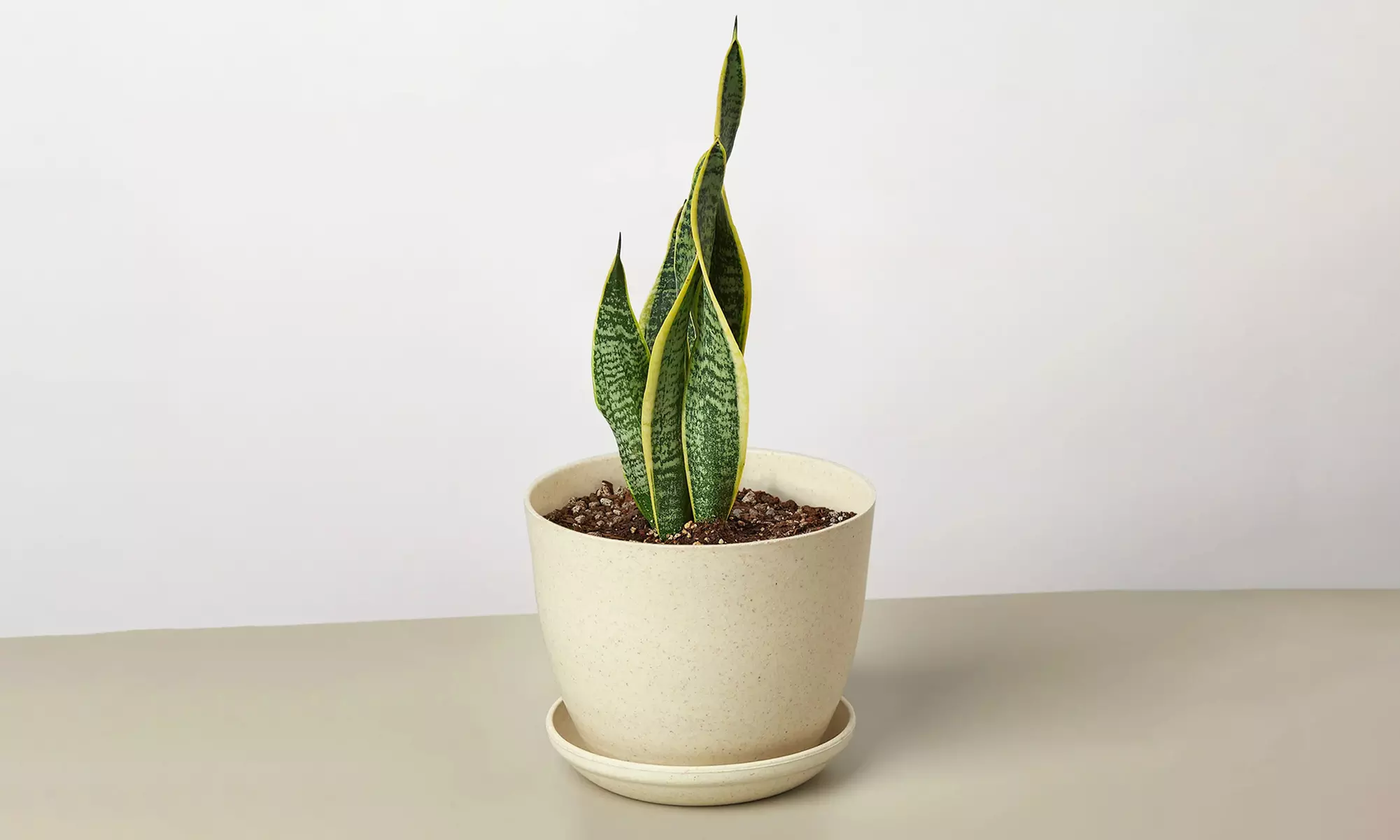 Air Purifying Snake Plant 'Laurentii' from House Plant Shop with Free Shipping (Up to 15% Off)