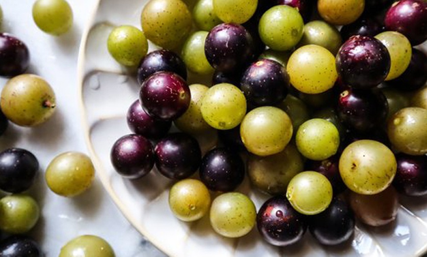 Image 1: Deluxe Wine Tasting for 2, Wine Tasting for 4 or VIP Winery Membership