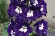 One or Three Delphinium Dark Blue and White Bee Potted Plants - Image 2