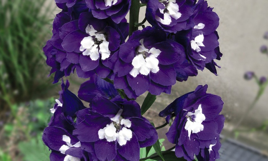 Image 2: One or Three Delphinium Dark Blue and White Bee Potted Plants