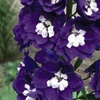 Image 2: One or Three Delphinium Dark Blue and White Bee Potted Plants