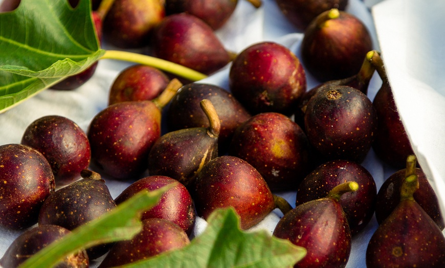 Image 11: 1, 2 or 3 Potted Fruit Plant Collections
