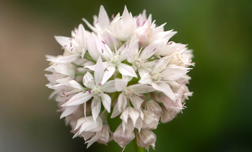 Image 2: 50 or 150 Allium 'Graceful Beauty' Spring Flowering Bulbs