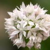 Image 2: 50 or 150 Allium 'Graceful Beauty' Spring Flowering Bulbs