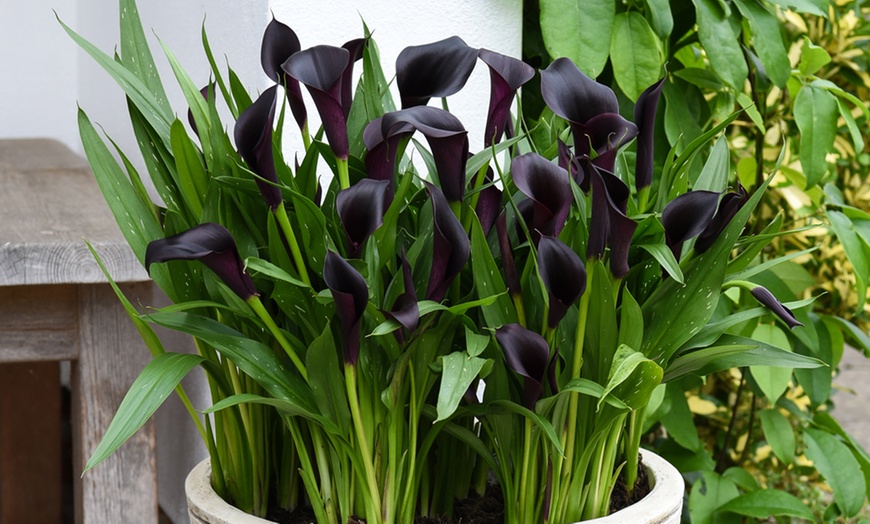 Image 1: Black Calla Lily in 13cm Pot