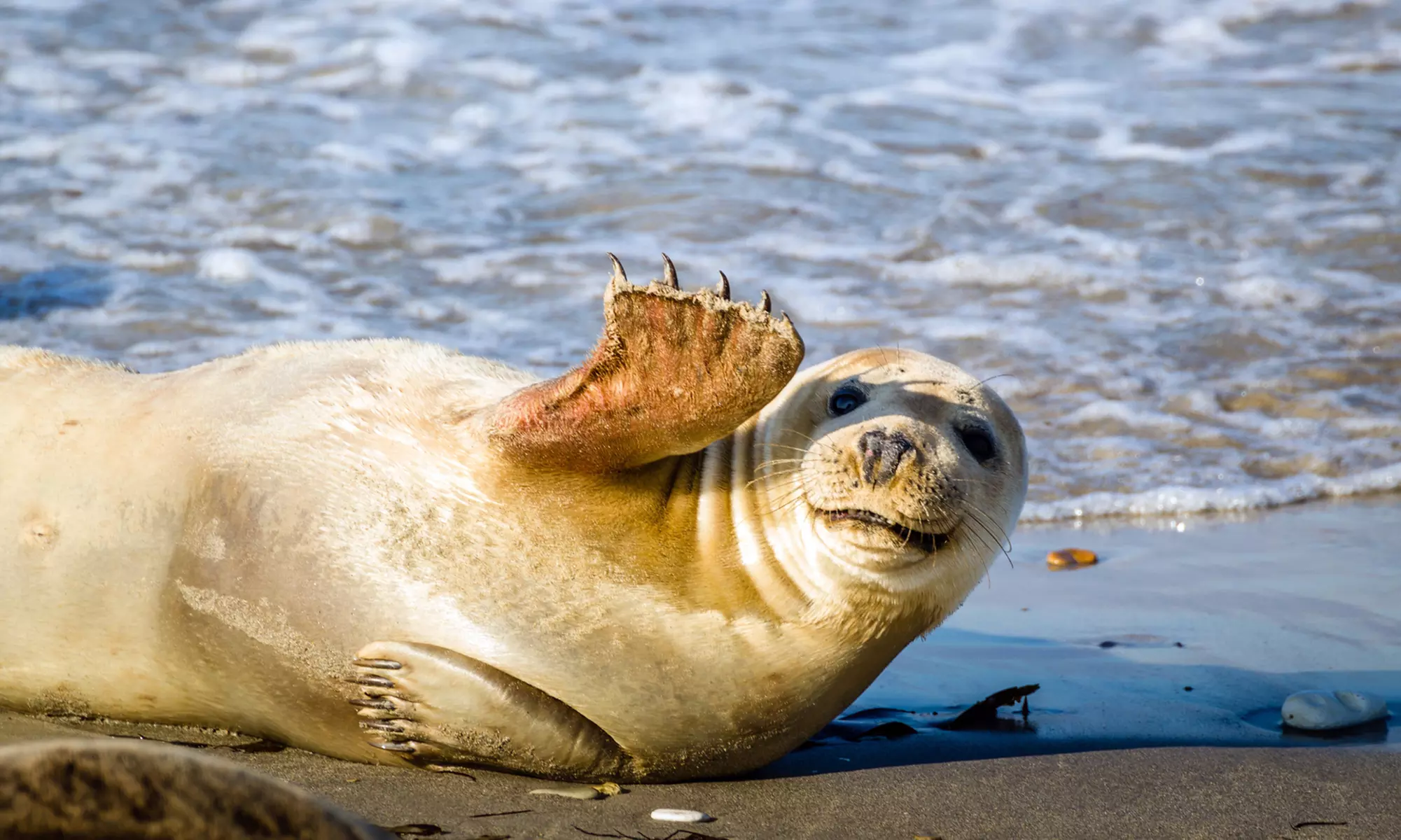 Nordsee: 2-5 Nächte für Zwei inkl. regionalem Dinner, Kaffee-Klatsch und Thermeneintritt im Hotel New Hampshire - Primary Image