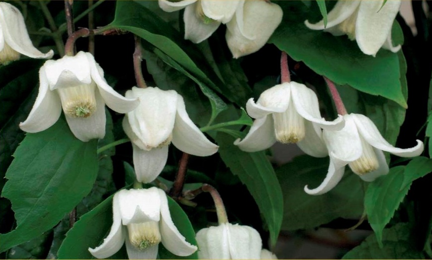 Image 3: Three Evergreen Clematis Plants