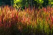 4x oder 8x Japanisches Blutgras 'Red Baron' (Imperata cylindrica 'Red Baron') - Second Medium