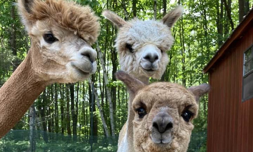 Image 1: Experience One Hour Petting Animals & Farm Tour for One, Two, or Four 